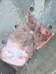 Fine-Spotted Skate photo 3