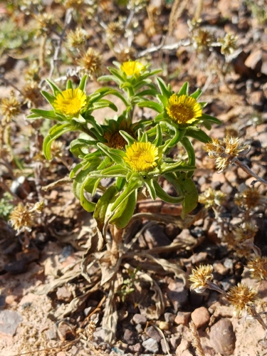 Golden-star