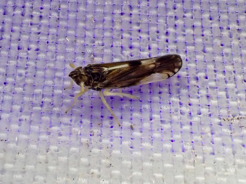 Sardia rostrata, 2026-04-18