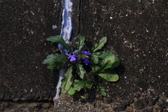 Ajuga decumbens