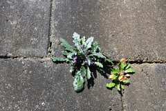 Ajuga decumbens