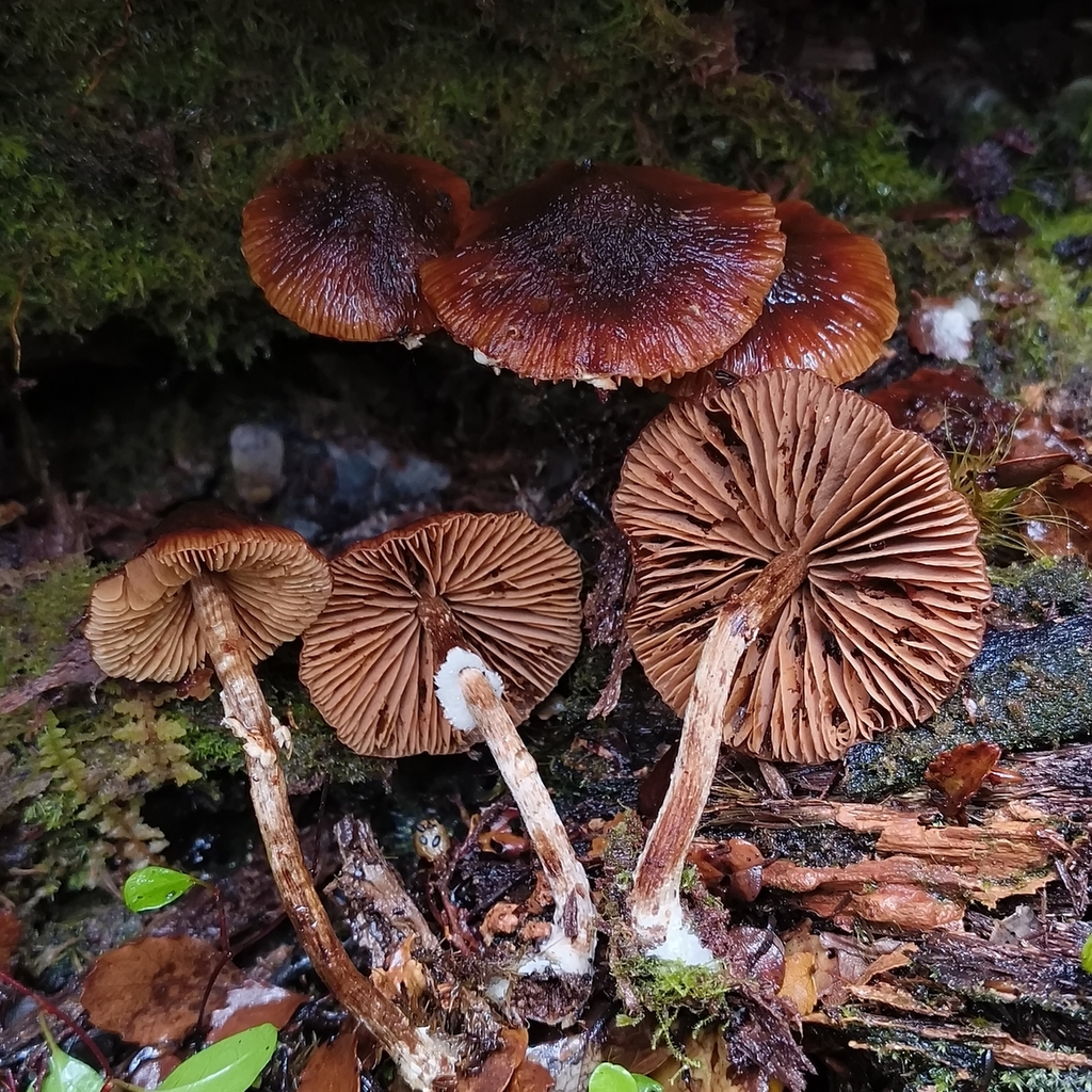 Descolea phlebophora · April 2026 · photo: © zedt (iNaturalist, cc-by)