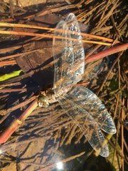 Pinheyschna subpupillata