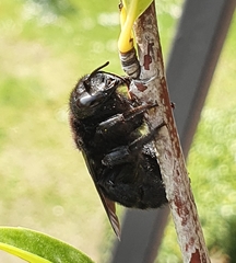 Xylocopa violacea