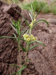 Vincetoxicum sibiricum