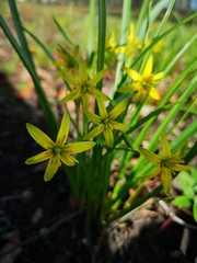 Gagea lutea