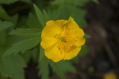 Trollius riederianus