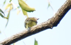 Microeca flavigaster