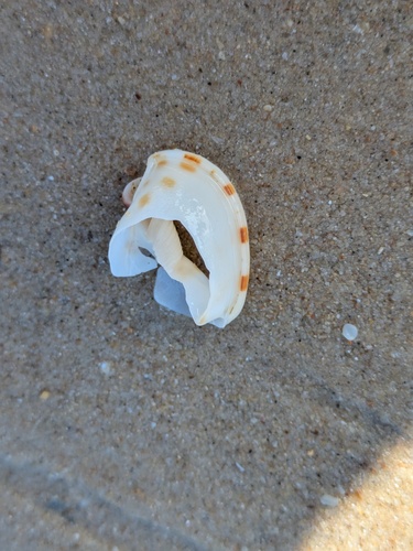 Casmaria ponderosa observed 2026-04-18