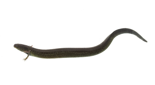 Siren lacertina Österdam, 1766