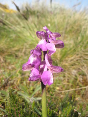 Anacamptis morio morio