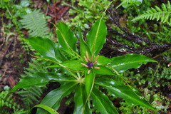 Paris polyphylla stenophylla