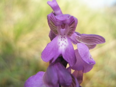 Anacamptis morio morio