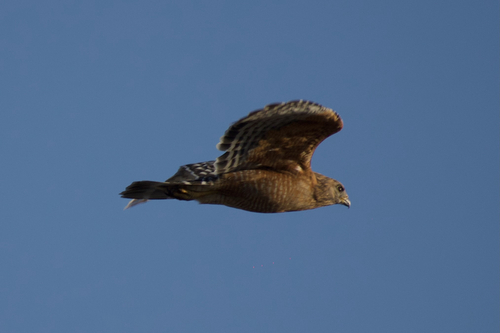 Red-shouldered Hawk observed by evan_yoon