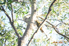 Oriolus flavocinctus