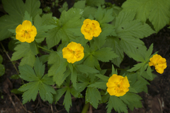 Trollius riederianus