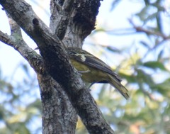 Oriolus flavocinctus