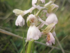 Anacamptis morio morio