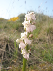 Anacamptis morio morio
