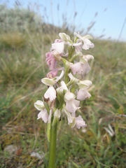 Anacamptis morio morio