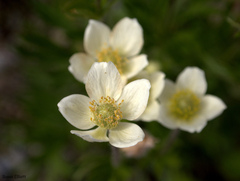 Anemoneae