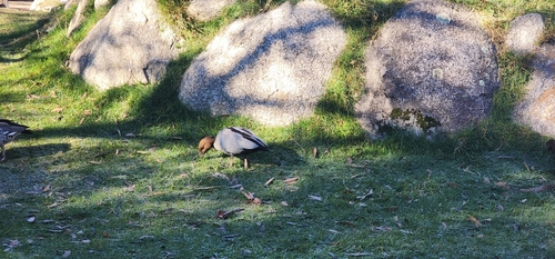 Australian Wood Duck