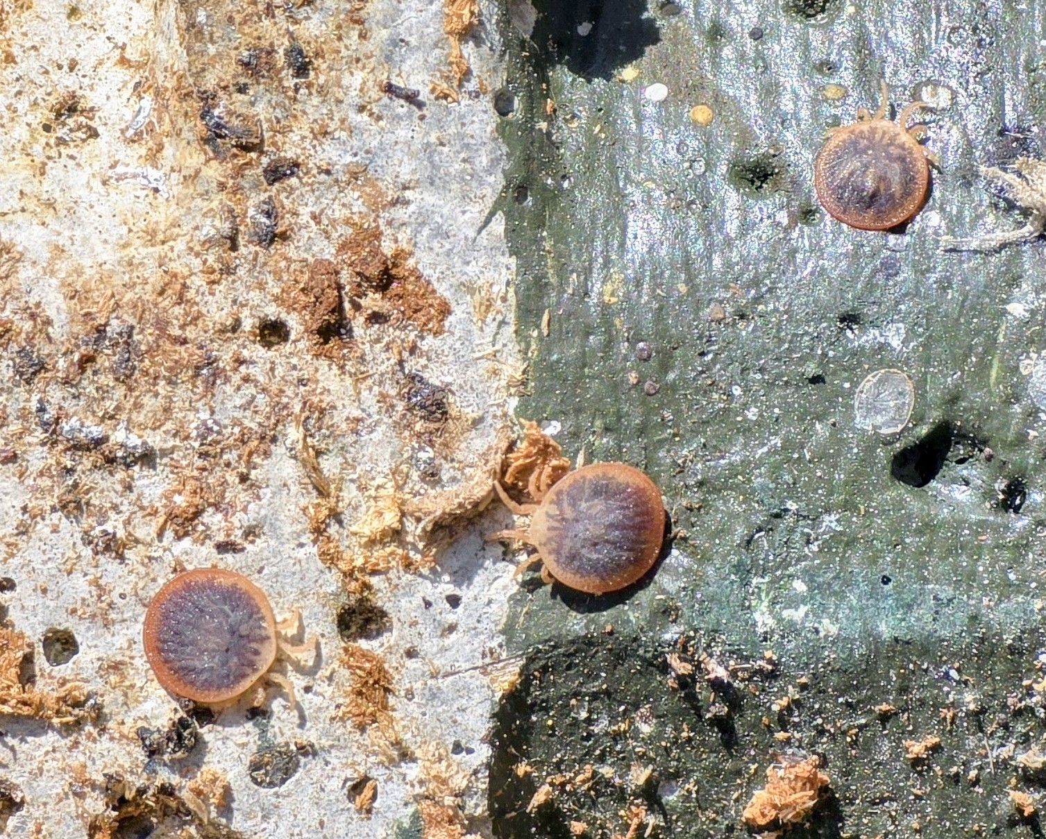 Carios vespertilionis Latreille, 1796