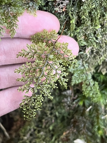 Hymenophyllum punctisorum observed 2026-04-13