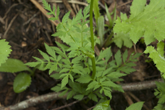 Conioselinum chinense
