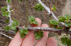 Ribes leptanthum