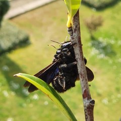 Xylocopa violacea