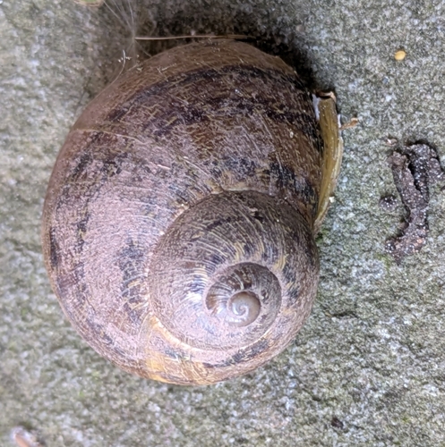 Cornu aspersum