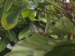 Turdus ignobilis debilis