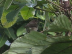 Turdus ignobilis debilis