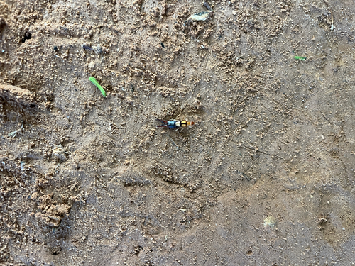 Desert Earwig