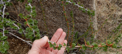 Ribes leptanthum