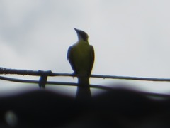 Pitangus sulphuratus