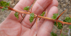 Ribes leptanthum