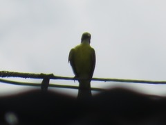 Pitangus sulphuratus