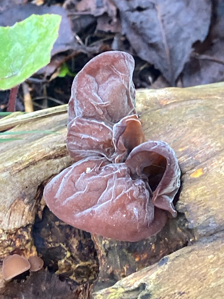 Auricularia auricula-judae · April 2026 · photo: © ginobrignoli (iNaturalist, cc0)