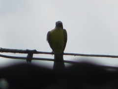 Pitangus sulphuratus