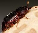 Caplothorax lugubris