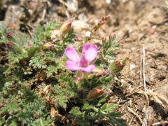 Erodium lebelii