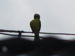 Pitangus sulphuratus