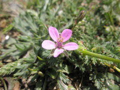 Erodium lebelii