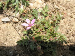 Erodium lebelii