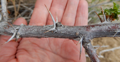 Ribes leptanthum