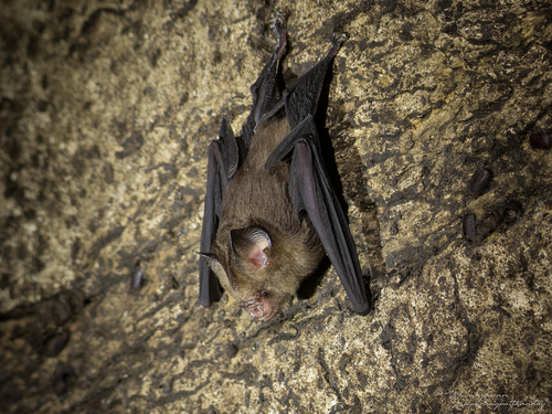 Hipposideros cervinus observed 2026-04-13