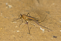 Coquillettidia xanthogaster