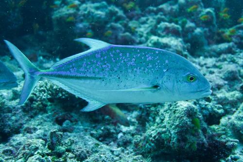 Caranx melampygus